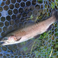 たまには数釣りを ～高島の泉～